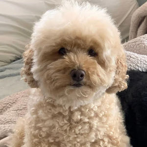 Meet your Posher, Zamara